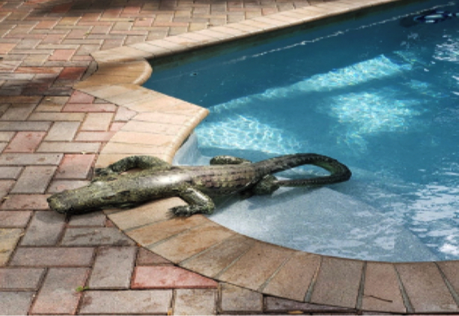 How can I do keep raccoons out of my swimming pool? - MGM Pools service How To Keep Racoons Out Of Swimming Pool