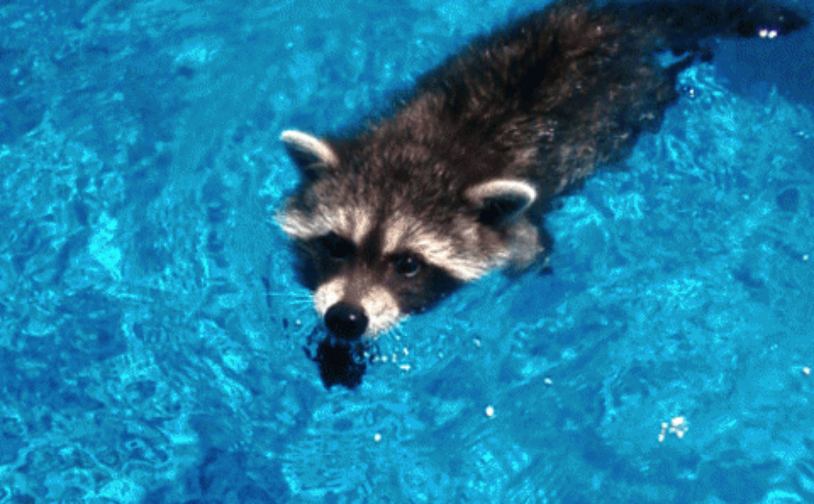 Blog - MGM Pools service How To Keep Racoons Out Of Swimming Pool