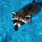 How can I do keep raccoons out of my swimming pool?